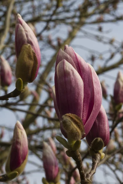 Magnolia blooming on tree — Stock Photo, Image