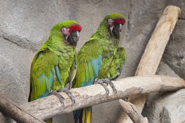 Ara Amerika papağanı papağan üzerinde onun levrek