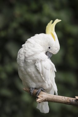 Kakadu papağan üzerinde onun levrek
