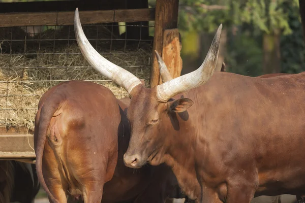 Vacas na exploração — Fotografia de Stock