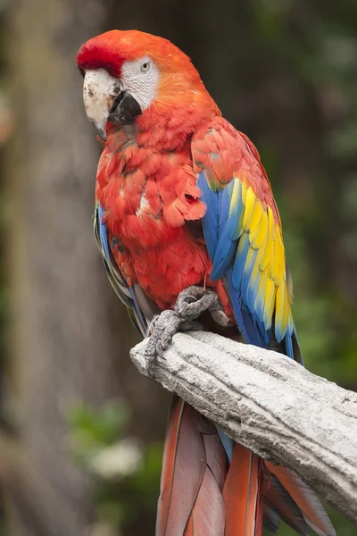 Ara macaw parrot on its perch — Stock Photo, Image