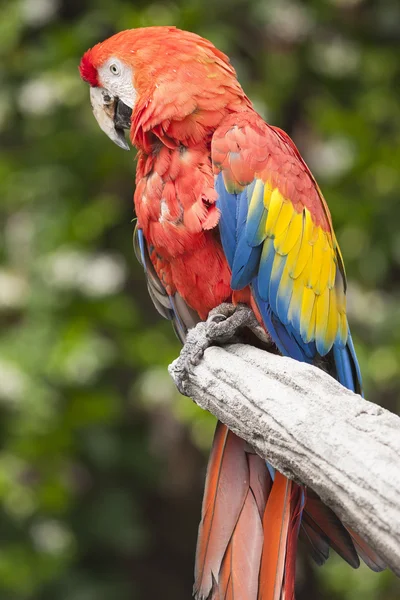 Ara macaw parrot on its perch — Stock Photo, Image