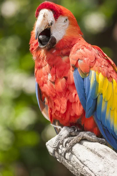 Ara perroquet aras sur sa perche — Photo