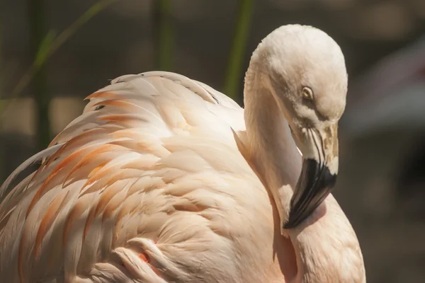 Flamingo — Fotografia de Stock