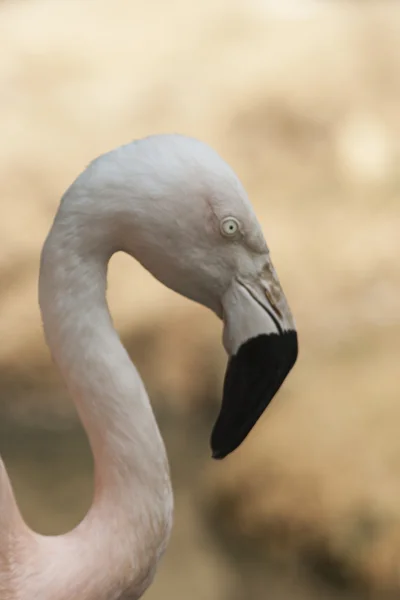 Flamant rose — Photo