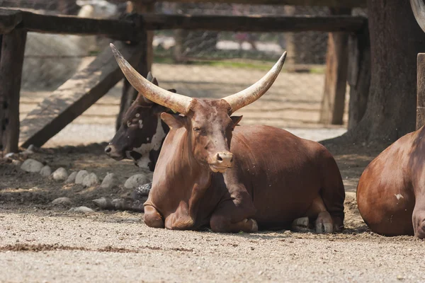 Vacas en la granja —  Fotos de Stock