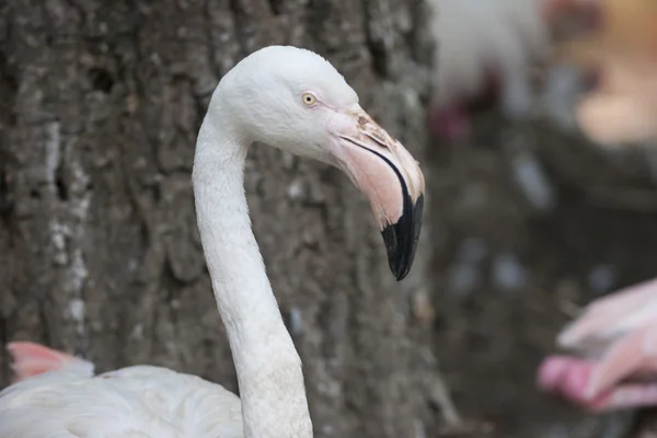 Flamingo — Fotografia de Stock