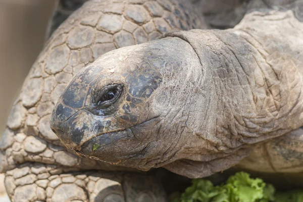 Schildpad — Stockfoto