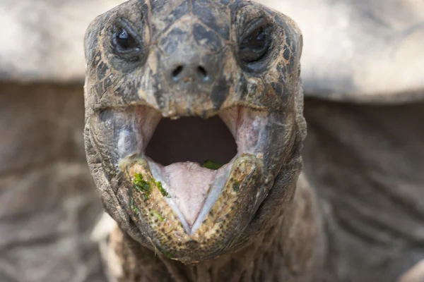 Schildpad eten — Stockfoto