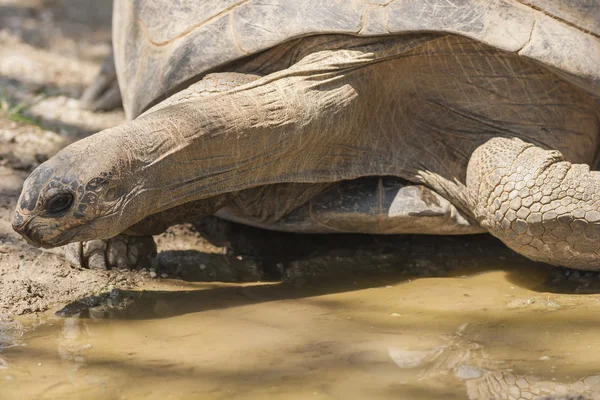 Schildpad — Stockfoto