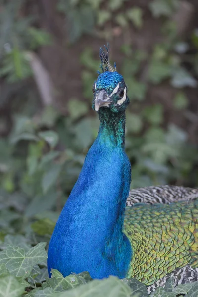 Peacock biru — Stok Foto