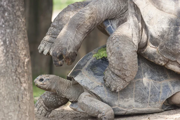 Schildpadden die stuurman — Stockfoto