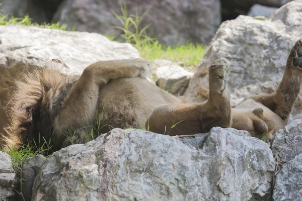 Löwe schläft im Rückenbereich — Stockfoto