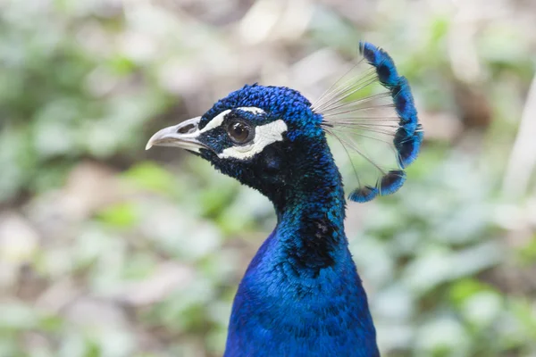 Pavo real azul — Foto de Stock