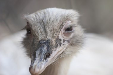 Devekuşu çiftliğinde