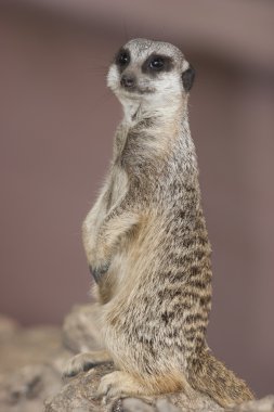 Lemur