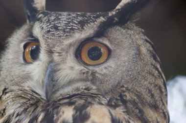 Owl Dağları