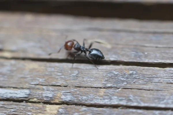 La hormiga — Foto de Stock