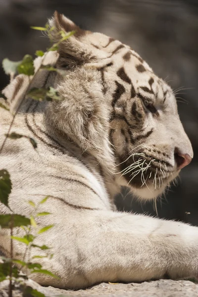 Tigre — Fotografia de Stock