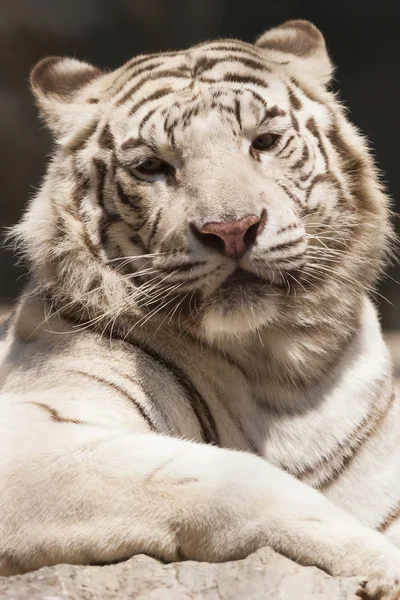 Tiger — Stockfoto