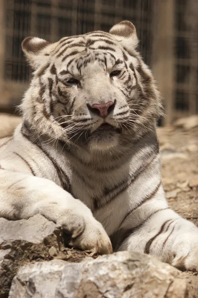 Tijger — Stockfoto