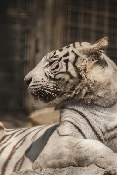 Tijger — Stockfoto