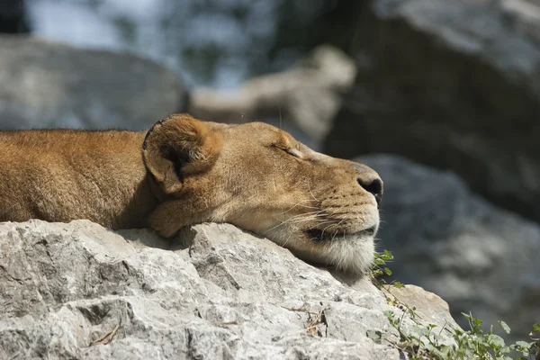 Lioness sleeping — Stock Photo, Image