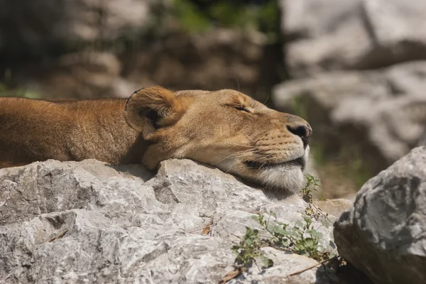 Lioness sleeping — Stock Photo, Image