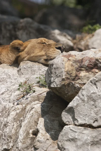 Leona durmiendo. — Foto de Stock