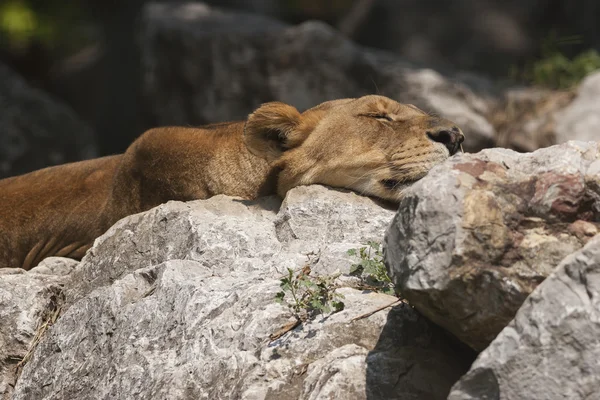 Lioness sleeping — Stock Photo, Image