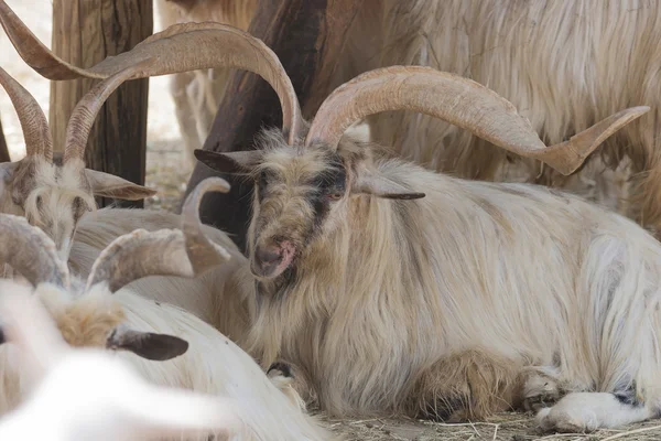 Markhor de chèvre — Photo