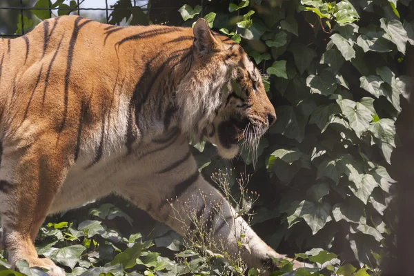 Tiger — Stock Photo, Image