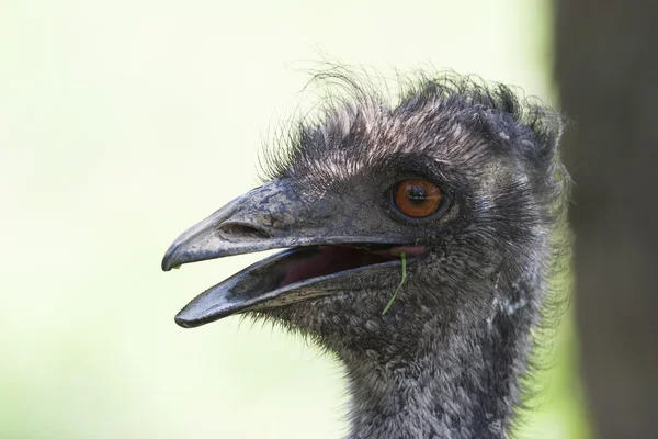 Ostrich in the farm — Stock Photo, Image