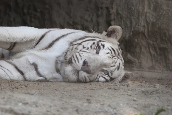 Tiger sover — Stockfoto