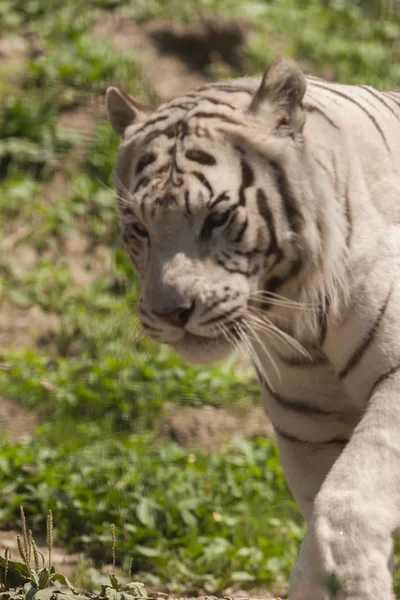 Tiger — Stockfoto