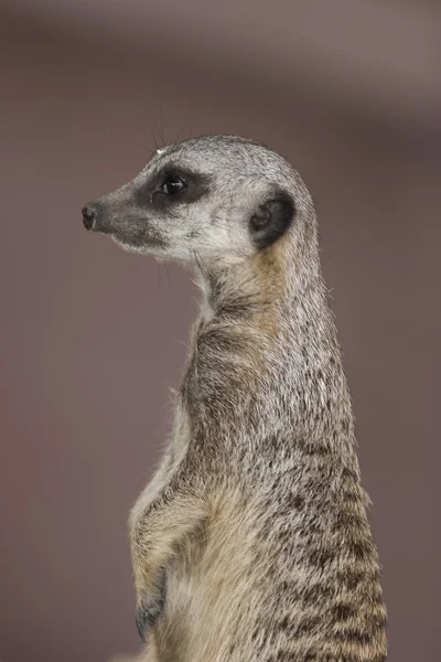 Lemur — Stock Photo, Image