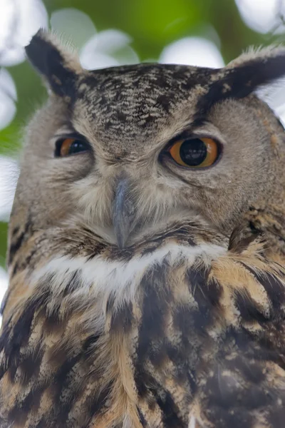 Owl in de bergen — Stockfoto