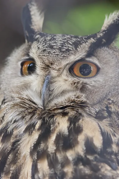 Owl in de bergen — Stockfoto