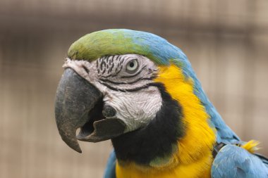 Ara Amerika papağanı papağan üzerinde onun levrek