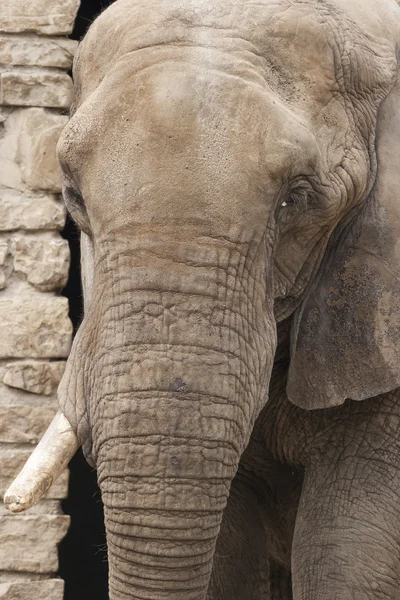 Ormandaki fil — Stok fotoğraf