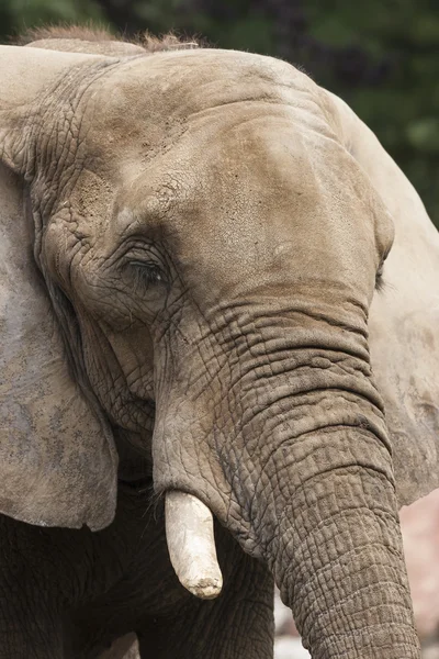 Elefante en la selva — Foto de Stock