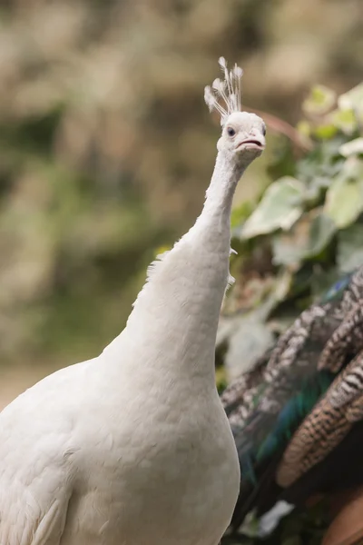 Wiedehopf auf dem Bauernhof — Stockfoto