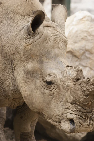 Rhino az állatkertben. — Stock Fotó