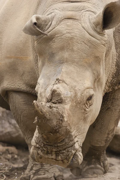 Rhino in de dierentuin — Stockfoto