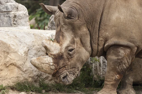 Rhino az állatkertben. — Stock Fotó