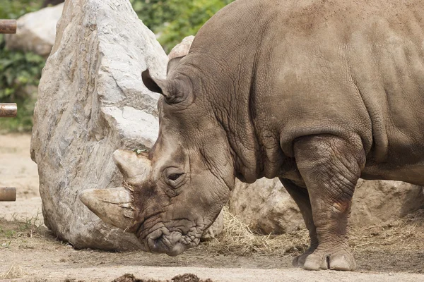 Rhino az állatkertben. — Stock Fotó