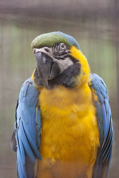 Ara loro guacamayo en su percha —  Fotos de Stock