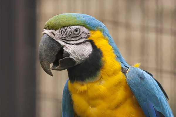 Papuga Ara Ara na jego okoń — Zdjęcie stockowe
