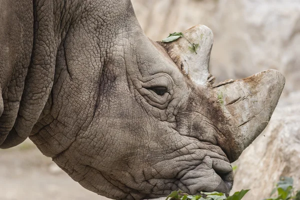 Rhino at the zoo — Stock Photo, Image