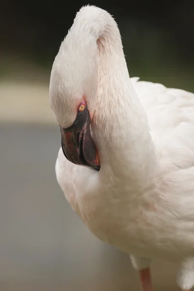 Flamingo Ordförande — Stockfoto